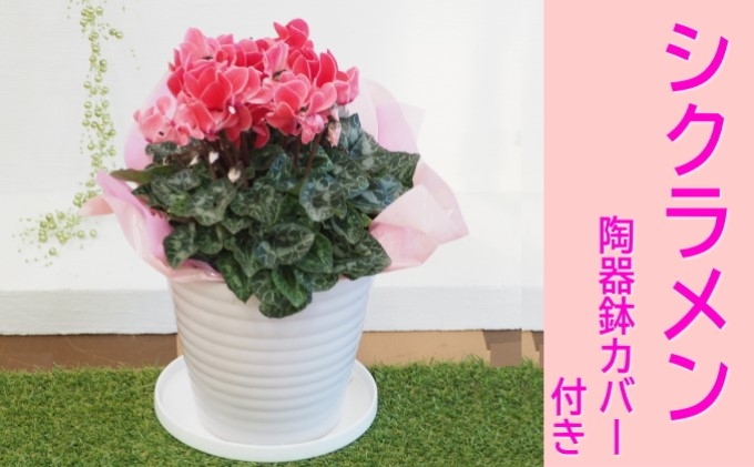 
                  シクラメン 花色（赤・ピンク系）陶器鉢 カバー付き 
                