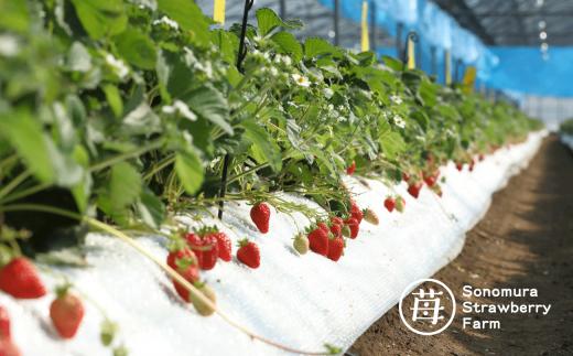 【先行受付】【1月発送】園村苺園 ★最高級苺★糖度15度以上＋3Lサイズ以上★「宇土乃香」苺500ｇ_U74-0051_01