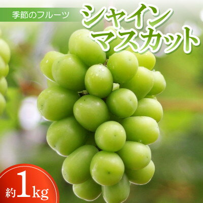【ふるさと納税】季節のフルーツ「シャインマスカット」約1kg(約250g×4パック入り)【令和8年8～10月発送】【配送不可地域：離島】【1609806】