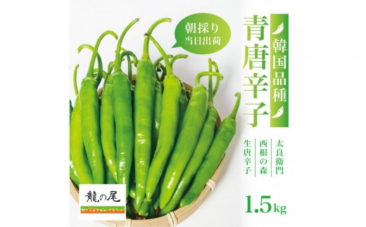
                  【宮城県産】生青唐辛子 龍の尾 1.5kgセット（500g×3袋）激辛韓国品種 西根の森｜太良衛門
                