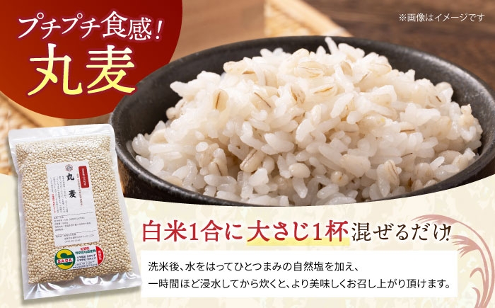 【栽培期間中農薬不使用】丸麦 500g＜1等麦使用＞江北町産 サチホゴールデン【葦農】[HAJ012] / 麦 雑穀 雑穀米