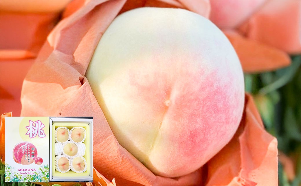 
                   モモナピーチファームの桃 1.5kg（5～7玉）【2026年7月上旬～8月下旬迄発送予定】 ／ 桃 もも モモ ピーチ 白桃 はくとう 清水白桃 白鳳 恋みらい 旬の桃 果物 くだもの フルーツ 果実 デザート
                