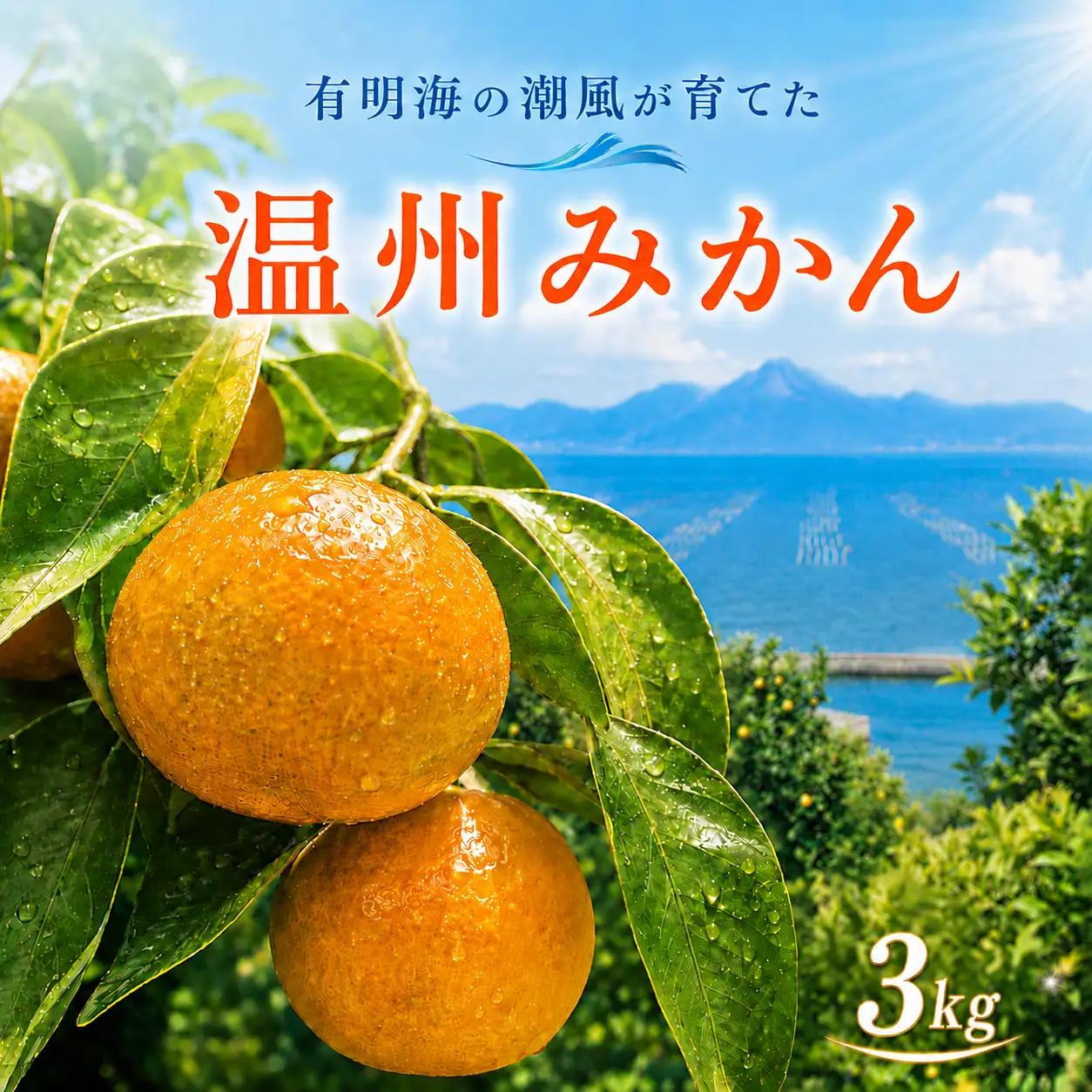 熊本県産 温州みかん 約3kg | 果物 フルーツ くだもの みかん ミカン 温州ミカン 熊本県 玉名市 味采市場
