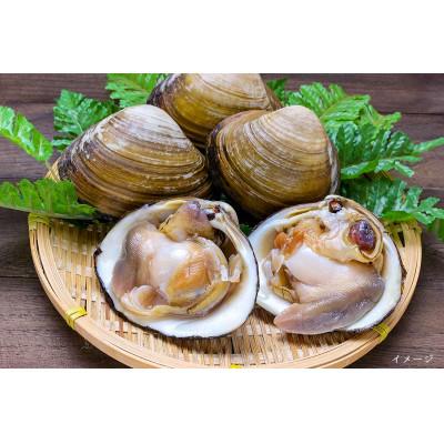 ふるさと納税 厚真町 【北海道厚真町】厚真町近海で獲れる新鮮な殻付きホッキ貝(2.5kg)【S-069】