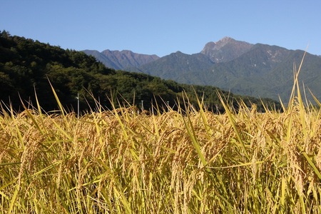 【令和7年産】《米冠位受賞》［自然農法］武川米　こしひかり　玄米 1.5kg　コシヒカリ お米 自然農法 農薬・化学肥料不使用 お弁当 おにぎり 山梨県 北杜市