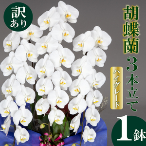 【訳あり】胡蝶蘭 3本立て 白 ハイグレード お祝い 須崎洋蘭園 SY017