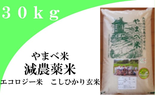 【玄米】減農薬米（ こしひかり １００％）３０ｋｇ【 先行予約 令和7年産 2025年産  お米 こめ コシヒカリ 30kg 米 玄米 エコロジー米 エコファーマー認定 減化学肥料 ダイエット 島根県産 大田市産】