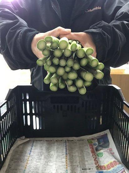 【令和8年産 先行予約】【新潟県 津南町産】朝取りアスパラガス バラ詰め（L〜2Lサイズ）1kg