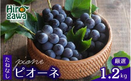 ピオーネ たねなし 1.2kg 厳選 / ぶどう 種無し 甘い 高級 和歌山 ※8月中旬～9月下旬に順次発送 ※北海道・沖縄・離島への配送不可 【tec511-p-1d2A】