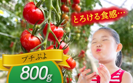 ミニトマト (プチぷよ)800g 野菜 トマト[AEBG007]