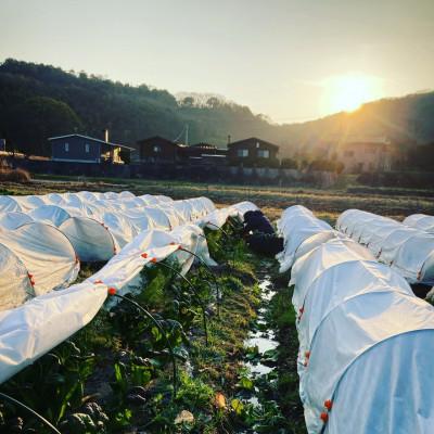 ふるさと納税 さぬき市 【毎月定期便】さぬき市小田産の食を楽しむTAGATAMEのお任せお野菜セット7〜10品全12回 |  | 03