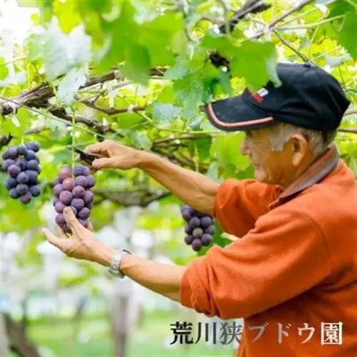 【先行予約】ぶどうの王様!種なし巨峰 約2kg [荒川峡ブドウ園]_種なし 巨峰 ぶどう 関川村産 フルーツ_【配送不可地域：離島】【1243930】