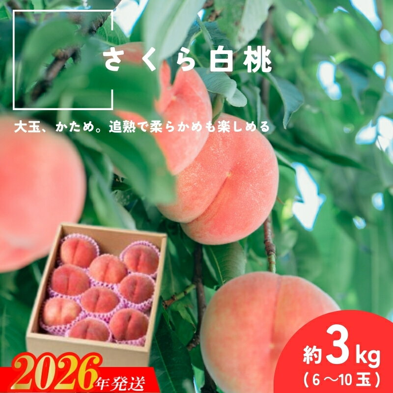 【ふるさと納税】No.2996 さくら白桃 福島県福島市産 約3kg(6～10玉)【2026年発送 先行予約】