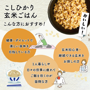 【定期便6回】 玄米ごはんパック 160g 12個 こしひかり