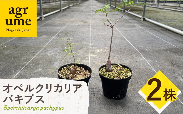 
            Operculicarya pachypus オペルクリカリア パキプス ２株 長与町/アグリューム [EAI162]
          