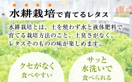 【12回定期便】水耕栽培レタス 4種【モロフジファーム株式会社】[KAA367]/ 長崎 平戸 レタス 水耕栽培 定期便