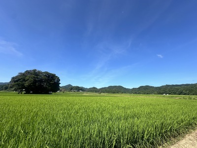 A5ランク 鳥取和牛肩ロース切り落とし 400g 牛肉 精肉 肉 カタセイ 切り落とし 和牛 国産 和牛 黒毛和牛 国産和牛 すき焼 しゃぶしゃぶ すきやき