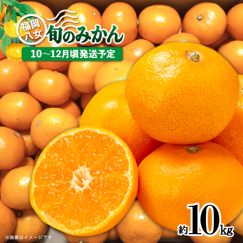 【先行受付】九州・福岡フルーツ王国八女 産地直送！旬のみかん 約10kg【2026年10月～12月頃発送】＜配送不可：北海道・沖縄・離島＞ みかん 旬 早生 レギュラー No.1 産地直送 福岡県 八女市