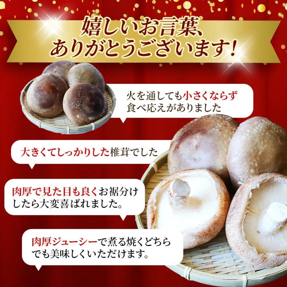 しいたけ ５袋セット 龍神マッシュの生しいたけ 【mas002】