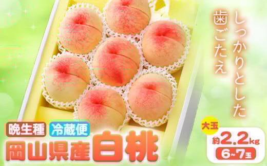 【2026年先行予約】岡山県産 白桃 晩生種 大玉 約2.2kg 6-7玉 晴れの国 おかやま館 漂流岡山《2026年7月下旬-9月中旬頃出荷》岡山県 浅口市 フルーツ モモ 果物 青果 旬【配送不可地域あり】（離島） st-p