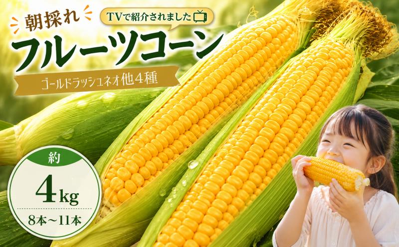 【2027年先行予約】南国フルーツコーン イエロー種 4kg(約8～11本) | ゴールドラッシュネオ とうもろこし トウモロコシ コーン スイートコーン フルーツとうもろこし もぎたて 新鮮 朝採れ