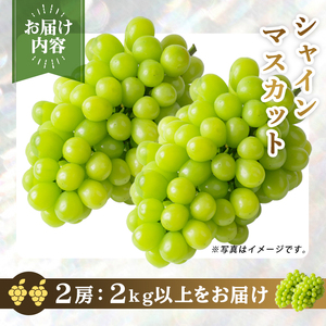 ≪先行予約受付中！≫シャインマスカット 大サイズ 2房 (1房1kg以上) フルーツ 果物 くだもの マスカット ぶどう ブドウ 葡萄 大粒 特大 【いとうブドウ園】tm540