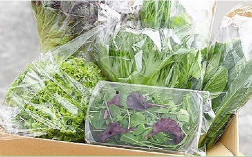 葉物野菜 Cセット 新鮮 水耕栽培 3種類以上 13袋程度 | GreensFarm ホタル やさい サラダ 和え物 セット 詰め合わせ M10S101