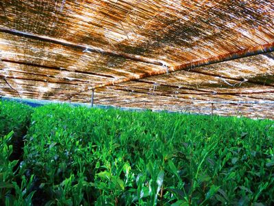 お茶 計 8 袋 飲み比べ セット 朝比奈 玉露 名人茶 農林水産大臣賞 東平 信也 昇 達実 各 2 袋 伝統 静岡茶 日本茶 緑茶 国産 静岡県産 藤枝 薮崎園 ( 静岡お茶 玉露お茶 国産お茶 