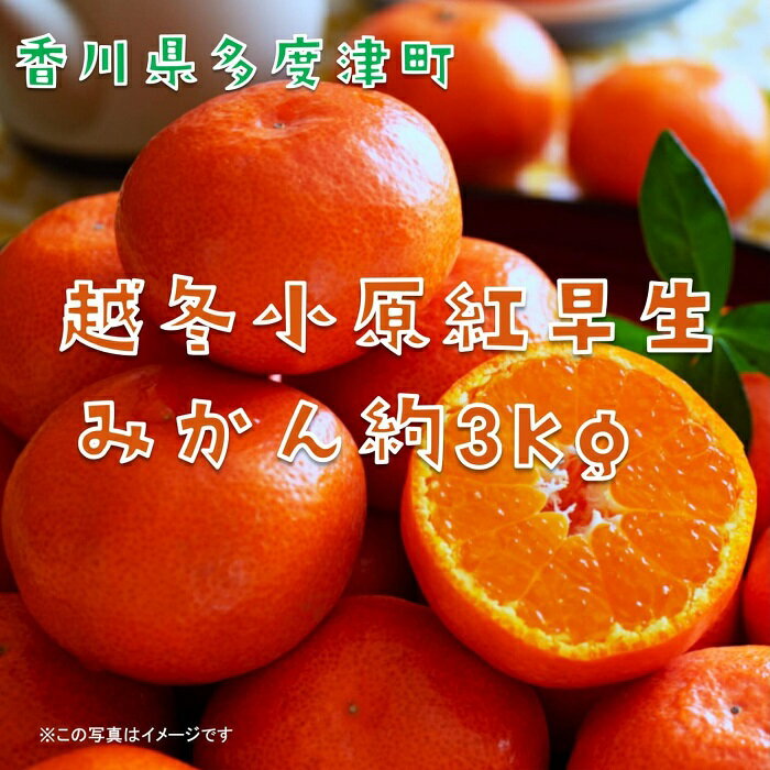 【ふるさと納税】『越冬小原紅早生みかん』約3kg【予約受付中！令和8年1月中旬より発送！】〔提供：株式会社ことひら街道〕しあわせ製麺 濃厚 甘い 紅い 香川オリジナル 希少