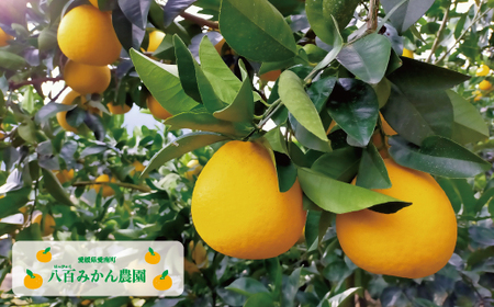 【 訳あり 】 河内晩柑 5kg 先行予約 （発送期間：4月上旬～無くなり次第終了） 八百みかん農園 の かわちばんかん 7000円 家庭用 5kg 先行 事前 予約 受付 みかん 愛南ゴールド 美生