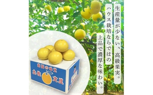 ＜土佐文旦の藤岡＞訳あり 温室土佐文旦 家庭用 5kg (8～12玉）文旦 ぶんたん ブンタン 土佐文旦 ハウス栽培 甘い 柑橘 フルーツ 果物 ご当地 産地直送 お取り寄せ 5キロ  土佐 高知