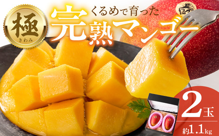 【2026年6月以降お届け】極　完熟マンゴー（2玉：約1.1kg）_完熟マンゴー 2玉 約 1.1kg 久留米産 平均糖度 17度～18度 完熟 マンゴー 国産 フルーツ トロピカルフルーツ 果物 デザート 冷蔵 クール便 お取り寄せ お取り寄せフルーツ 福岡県 久留米市 送料無料_Fm018