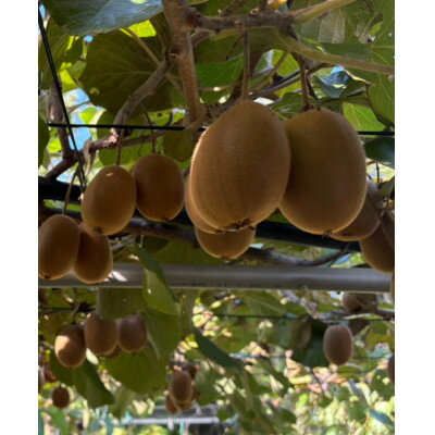 【ふるさと納税】《新品種デビュー!》【数量限定!】さぬきエメラルド(貴重な大玉サイズ)　約800g【配送不可地域：離島】【1685484】