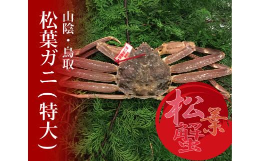 特選とっとり松葉ガニ (特大)【山根商店】 312011_CE011