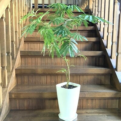 【ふるさと納税】観葉植物 エバーフレッシュ8号サイズ1鉢【1764488】