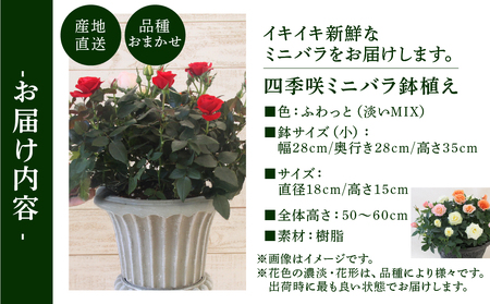 産地直送 ミニバラ トロフィーカップ（小） ふんわり（淡いMIX） [11月～4月 お届け] 品種 おまかせ のため 訳あり 訳アリ 四季咲き ミニバラ 花 ガーデニング 生産量 日本一 天皇杯 鉢植