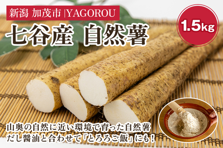 【七谷産】自然薯 1.5kg 《11月中旬?順次発送》じねんじょ 山芋