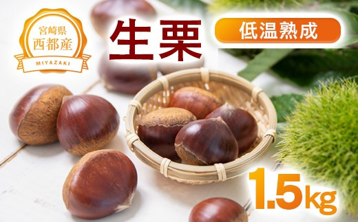 低温熟成栗 国産生栗1.5kg 糖度２～３倍  西都市産【先行予約】＜1.5-220＞くり 栗  国産 生栗 果物 フルーツ 栗きんとん スイーツに