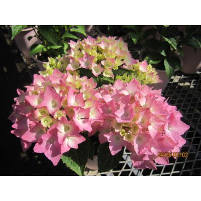 ふるさと納税 朝日町 あじさい詰め合わせ4号鉢×8鉢入(3〜4品種) |  | 01