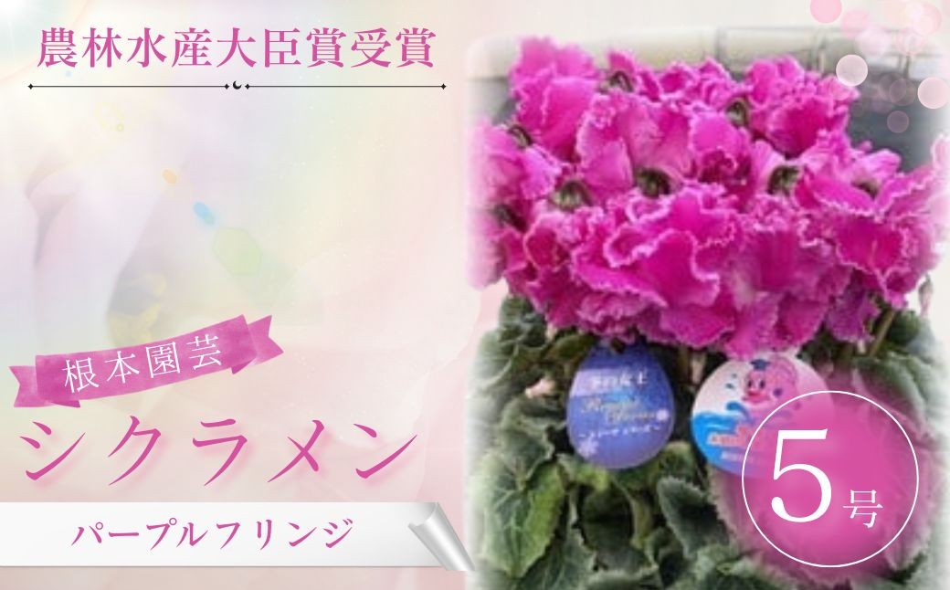 
                  【2026年 先行予約】シクラメン パープルフリンジ 5号鉢 | 花 お花 ガーデンシクラメン パープル 紫 5号 花ギフト フラワーギフト 鉢花 鉢植え ギフト プレゼント 贈答 農林水産大臣賞受賞 根本園芸 シクラメン
                