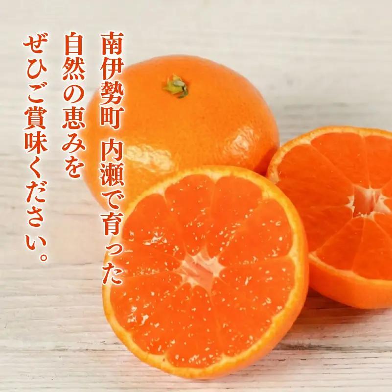 先行予約 内瀬みかん 約10kg アサヒ農園 / みかん 