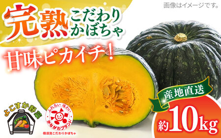 【先行予約】よこすか こだわりかぼちゃ 約10kg 野菜 かぼちゃ 野菜 南瓜 カボチャ 野菜【JAよこすか葉山】 [AKFO004]