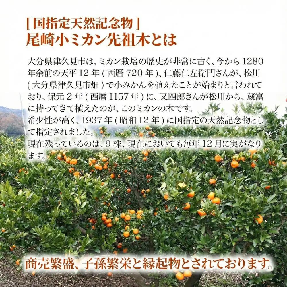 【先行予約】国指定天然記念物 尾崎小 みかん 先祖木の小みかん | 津久見市