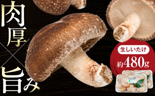 しいたけ 生しいたけ (菌床栽培) 約240g×2パック ／ しいたけ 椎茸 シイタケ きのこ キノコ 野菜 愛媛県 内子町産しいたけ 肉厚 菌床 愛媛 内子町 国産 ふるさと納税 お取り寄せ ギフト 特産品 四国 内子 返礼品 お礼 産地直送 贈り物 おすすめ 菌床栽培 BBQ 鍋 炒め物 お礼品 料理 グルメ 焼き 煮物 旨み 【株式会社フジ・アグリフーズ】 [BKAY013]