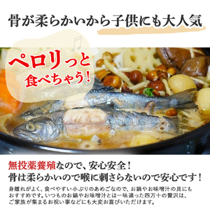 【四万十の幸 あめご】700g (16cm前後×12～14匹) 使いやすい小ぶりサイズ Eay-02 あめご 小魚 川魚