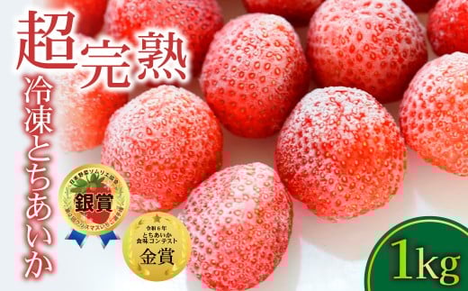 冷凍いちご 完熟とちあいか 1kg（500g×2） | いちご イチゴ 苺 とちあいか 完熟 ジャム スムージー スイーツ デザート アイス シャーベット 果物 フルーツ  鈴木いちご園 栃木県 茂木町