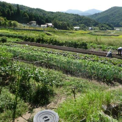 ふるさと納税 安芸高田市 旬の野菜・定期便(6か月)[No5895-0455] |  | 03