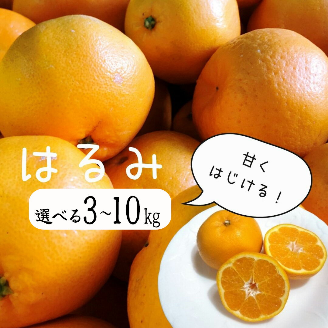 【ふるさと納税】【先行予約＿2026年出荷分】湯の花 はるみ3kg箱セット 3kg はるみ ミカン みかん ポンカン ぽんかん 清見 フルーツ 甘い 静岡 南伊豆 24年1～2月頃配送 道の駅 直売所