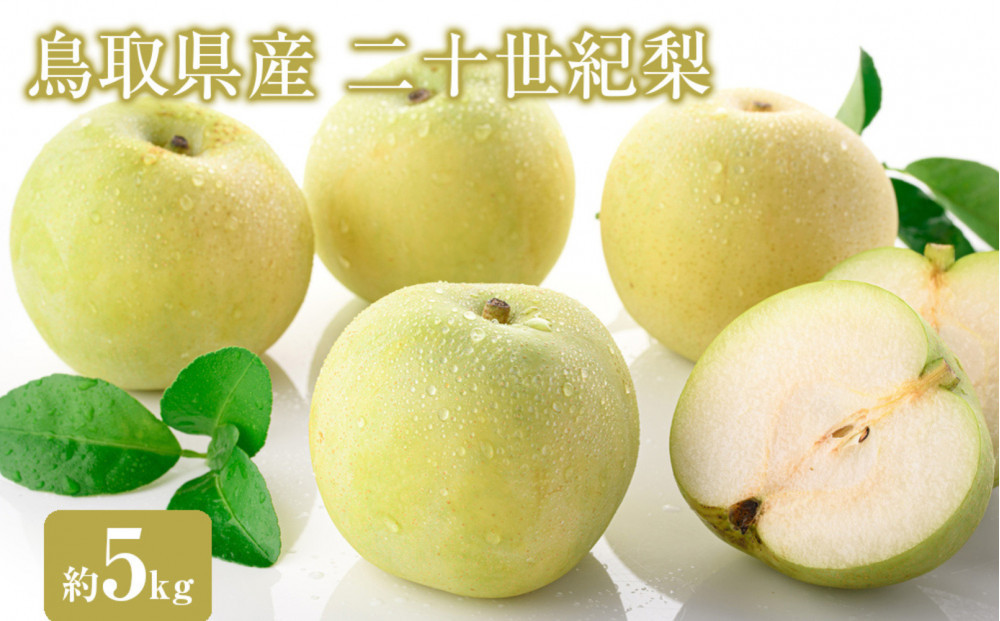 ＜数量限定＞＜2026年8月下旬以降順次発送予定＞鳥取県産二十世紀梨(約5kg) 【鳥取県 境港市】