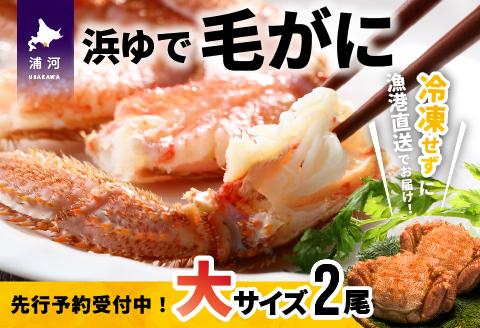 【今が旬！】漁協の浜ゆで毛がに 大サイズ２尾セット※日付指定対応不可※[02-776]